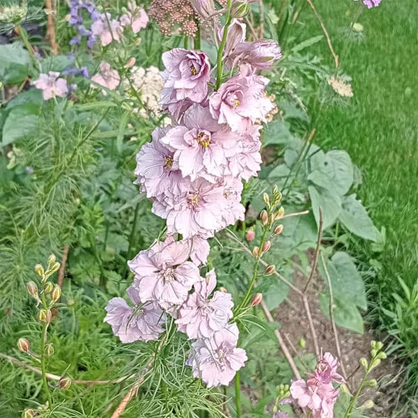 草花の苗/チドリソウ（千鳥草・ラークスパー）：アールグレイ2.5-3号ポット 2株セットのサムネイル