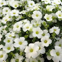 草花の苗/(わけあり特価)アレナリア・モンタナ プリザードコンパクト3-3.5号ポット