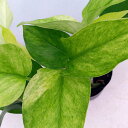 観葉植物/ポトス:テルノハナハナ3号ポット 3株セット