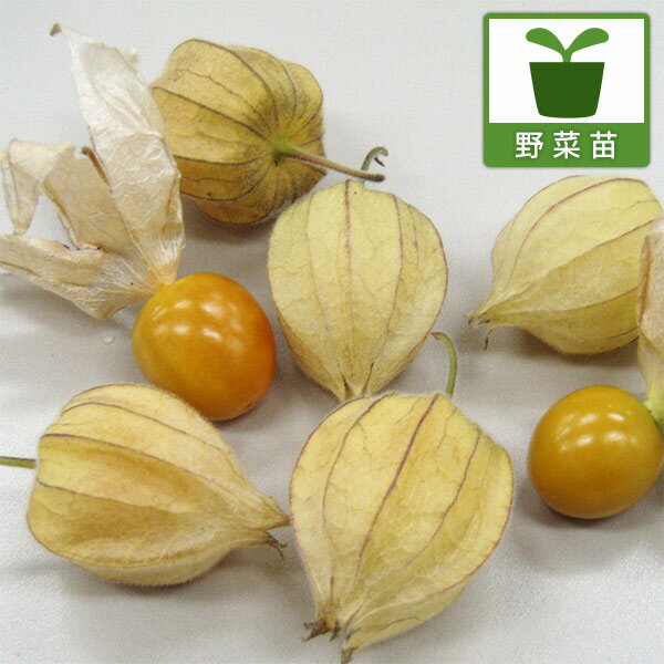 野菜の苗/食用ホオズキ：アップルベリー3-3.5号ポット 2株セット