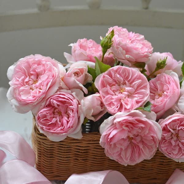 Rose - バラの苗/四季咲中輪バラ：リュバン大苗6号角鉢植え