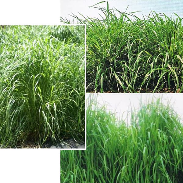 �����Ϸ����ż�ҥ��åȡ�����2�� 20aʬ[������ ����]