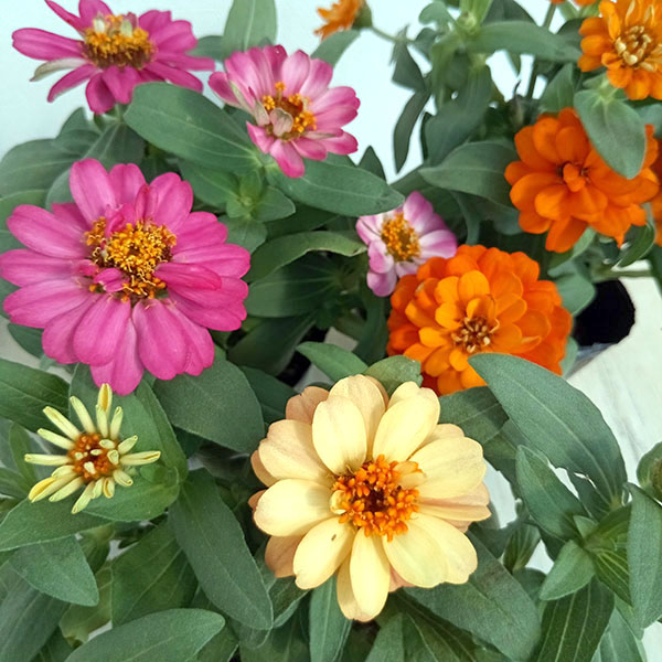 ジニア：プロフュージョンダブルミックス[花タネ]