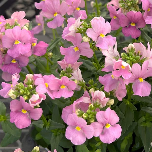 草花の苗/ネメシア：アレンジピンク3.5号ポット 2株セットのサムネイル