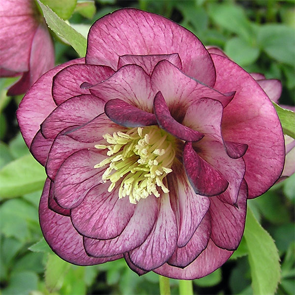 （わけあり特価）クリスマスローズ：*エレガンスグレープ5号鉢（開花終了株）のサムネイル