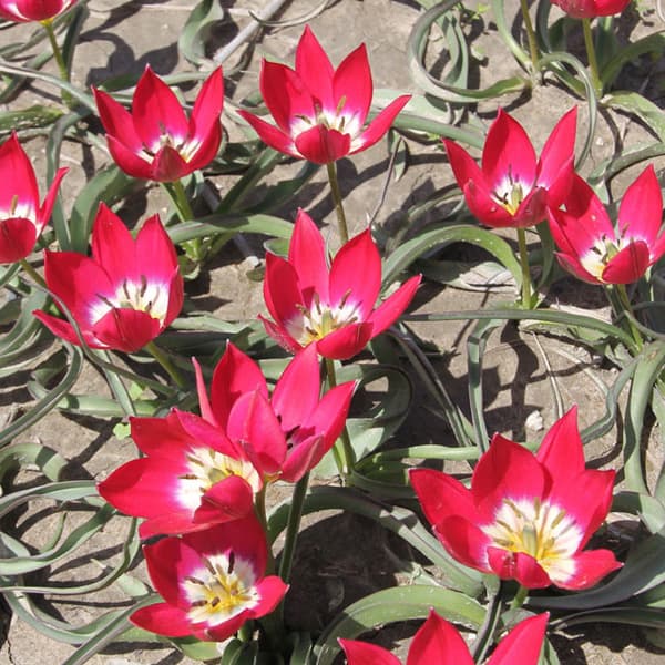 原種系チューリップ：タイニーティモ2球植えポット苗 2ポットセット