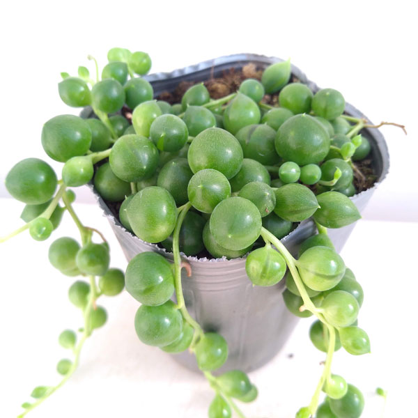 観葉植物/グリーンネックレス2.5号 2株セット