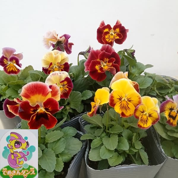 草花の苗/見元園芸のパンジー：でめきんダンス3-3.5号ポット 3株セット