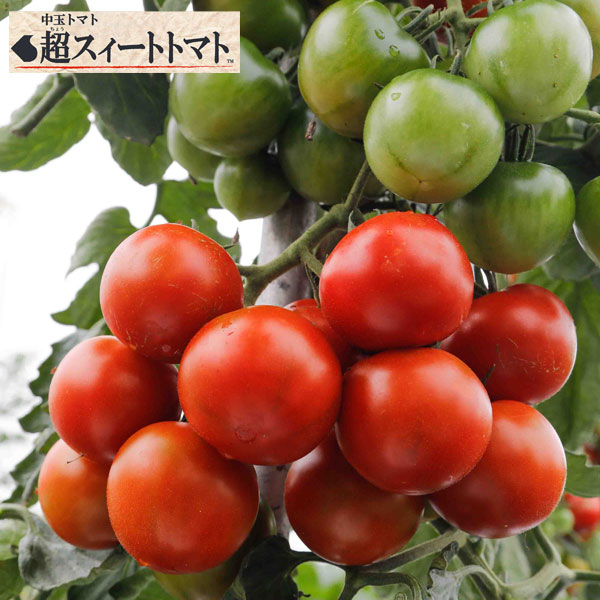 野菜の苗/[送料無料]トマト（中玉）：超スィートトマト接木苗3.5号ポット 20株セット