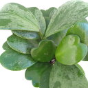 観葉植物/ホヤ:カーリースプラッシュ(斑入り) 4号鉢植え