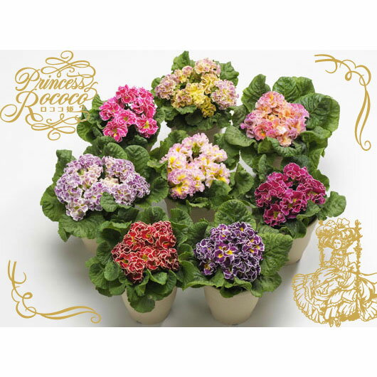 ��֤���/�ʤ櫓�����ò��˥ץ��顧�ݥꥢ�� ������ɱ�ʲֿ����פ餤��3��ݥå�