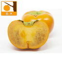 果樹の苗/カキ(柿):きしゅう(貴秋)4号ポット