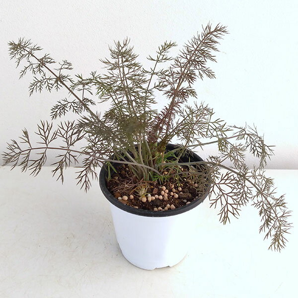 ハーブの苗/クッキングハーブ：ブロンズフェンネル3.5号ポット