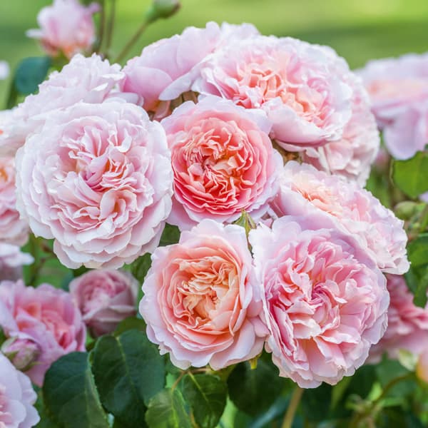 Rose - バラの苗/イングリッシュローズ デビッド・オースチン・ロージズ：ユーステイシア・ヴァイ大苗6L角鉢植え