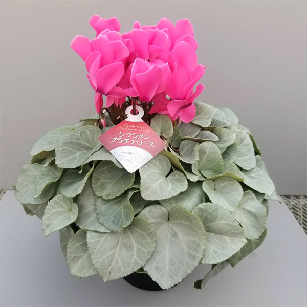 シクラメン：プラチナリーフローズピンク5号鉢植え