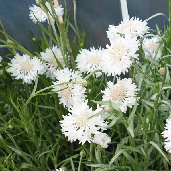 楽天市場】ヤグルマギク 苗の通販