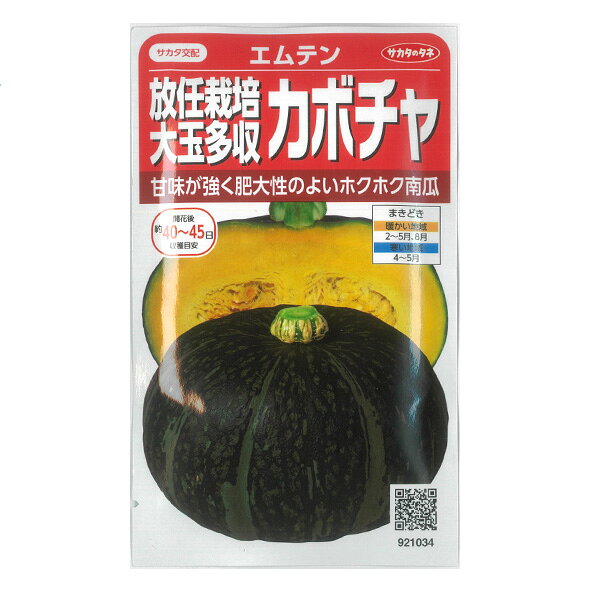 カボチャ：エムテン（放任栽培大玉収穫）[サカタ 野菜タネ]