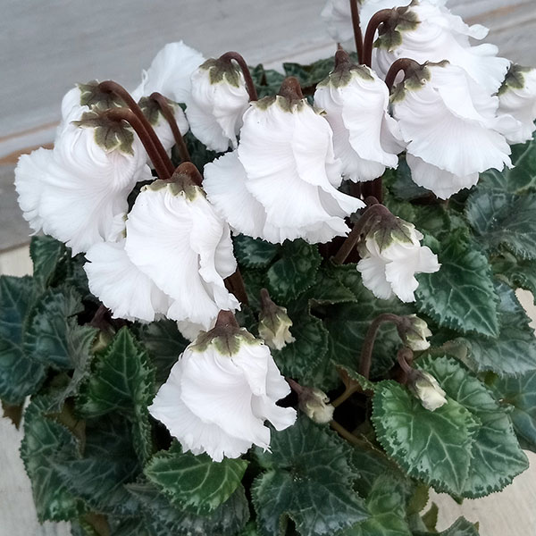 草花の苗/シクラメン：ふわもこ　ホワイト系3号ポットのサムネイル