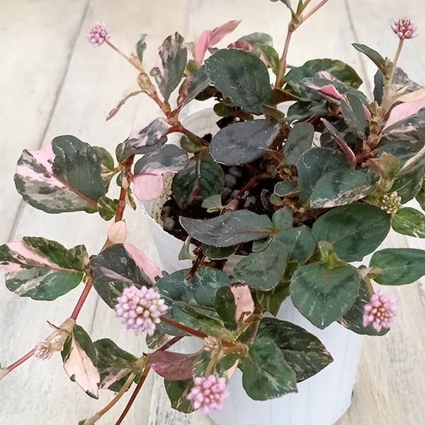 ポリゴナム セレブピンクの商品画像