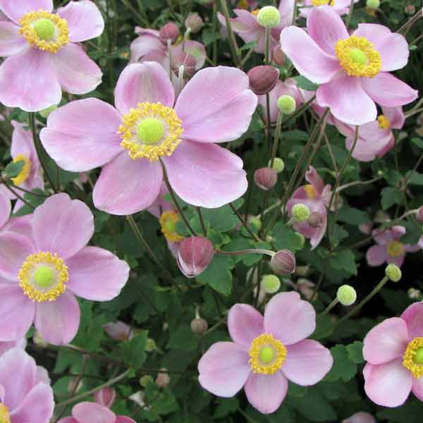 草花の苗/[送料無料]シュウメイギク（秋明菊）：桃花一重3号ポット24株セット