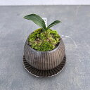 長寿草のオモト 観葉植物/オモト（万年青）：お多福・鉢植え／ラピスボウルブロンズ・皿付