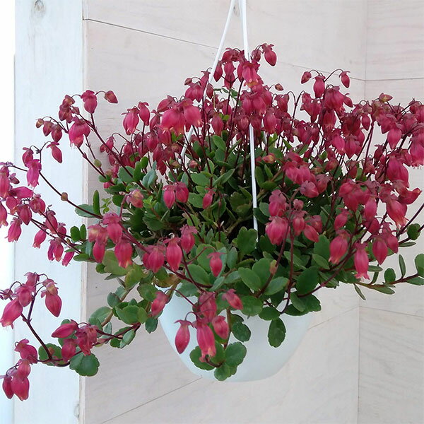 カランコエ・シャンデリア・パープルレッド6号鉢植え