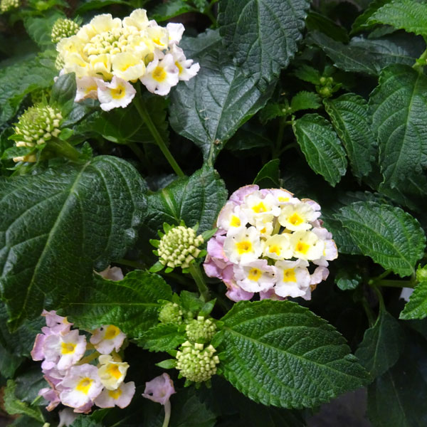 ランタナの育て方講座 植えてはいけない理由や花の色 形状など特徴もご紹介 Kurashi No