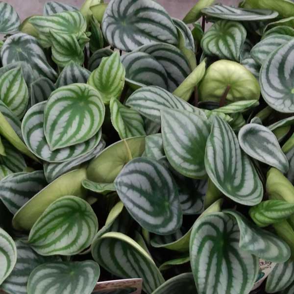 観葉植物/ぺぺロミア：サンデルシー3.5号ポット