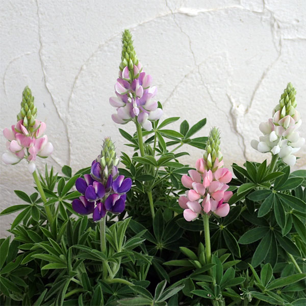 草花の苗/[送料無料]ルピナス：ピ...