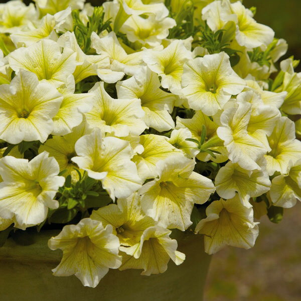 草花の苗/[送料無料]ペチュニア：サフィニアイエロー3号ポット 12株セット(R)のサムネイル