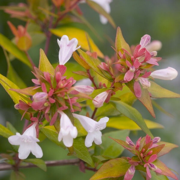 ���� ���ڤ���/���٥ꥢ���֥��󥺥��˥С����꡼5��ݥå�3�����å�