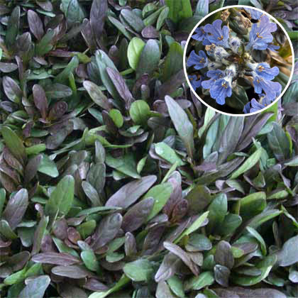 [送料無料]アジュガ レプタンス：チョコレートチップ2.5〜3号ポット 24株セットのサムネイル