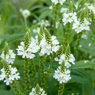 草花の苗/[送料無料]バーベナ：ハスターター　ホワイト（白）3-3.5号ポット 24株セット