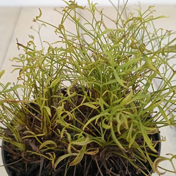 山野草の苗/錦糸南天（キンシナンテン・琴糸南天）：青芽錦糸（アオメキンシ）2.5～3号ポット