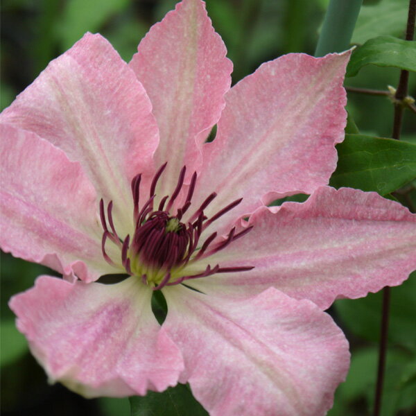 クレマチスの苗/クレマチス：サラ・エリザベス4号ポット（早咲き大輪系）のサムネイル
