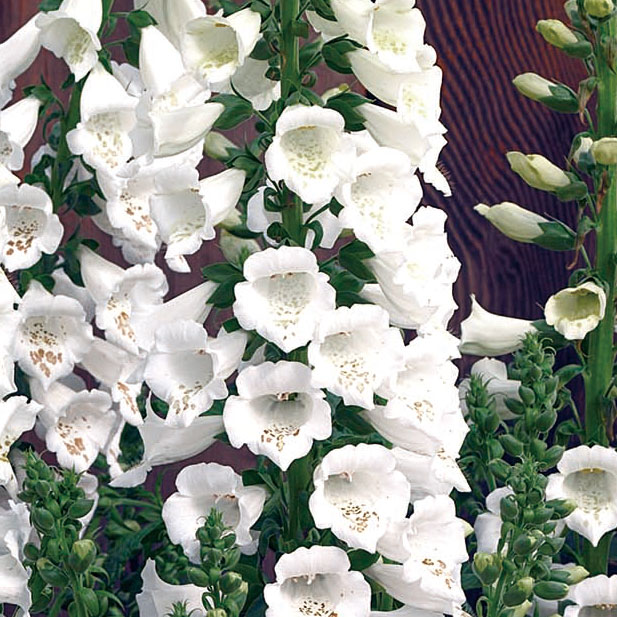 草花の苗/ジギタリス：キャメロットホワイト3.5号ポット