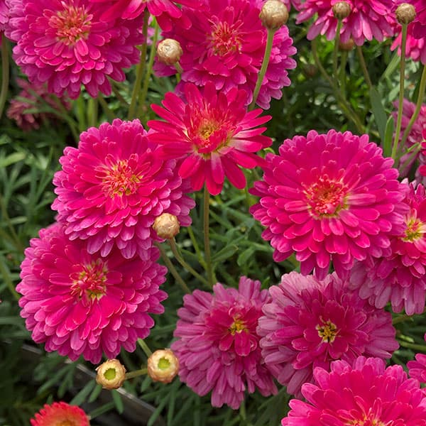 草花の苗/マーガレット：ファイヤークラッカー3.5号ポ