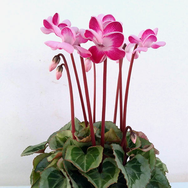 草花の苗/ミニシクラメン：ララ（八重）3号ポット