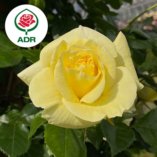 Rose - バラの苗/[送料無料]つるバラ：イルミナーレ8号大型アンドン仕立て