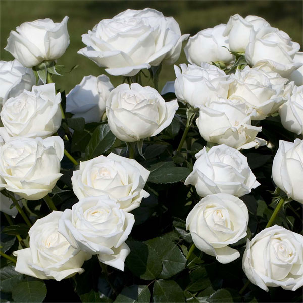 バラの苗/（わけあり特価）ハイブリッドティー：ビブラマリエ！新苗 (バラ)