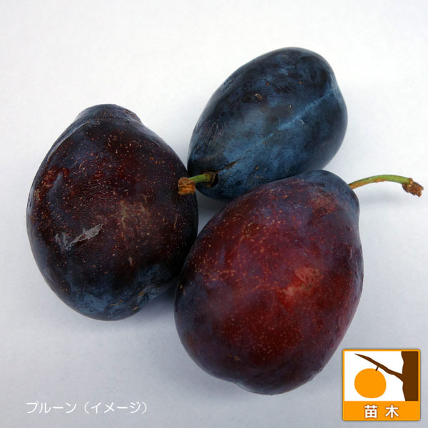 果樹の苗/プルーン：シュガープルーン4～5号ポット