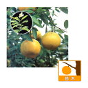 果樹の苗/グレープフルーツ：スタールビー（赤）4〜5号ポット
