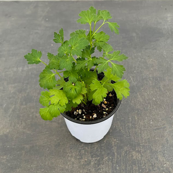 ハーブの苗/クッキングハーブ：イタリアンパセリ3.5号ポット