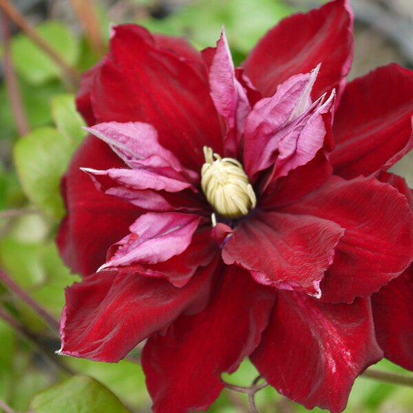 クレマチスの苗/クレマチス：シャルメイン4号ポット（早咲き大輪系）のサムネイル