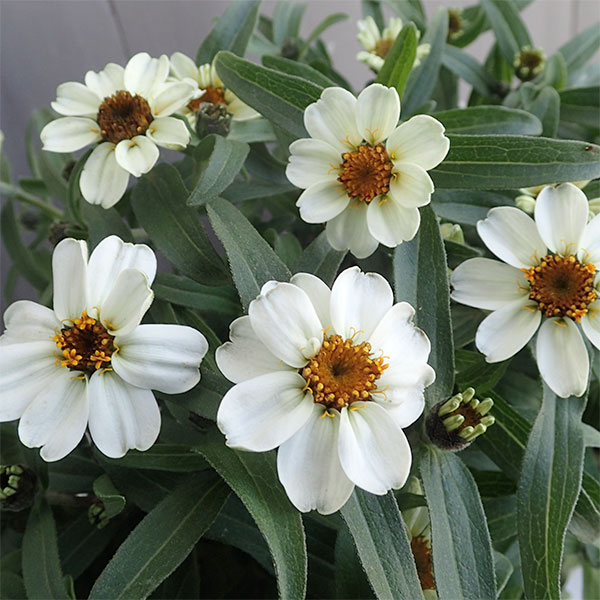 白日草 - 草花の苗/ジニア：リネアリス・ホワイト3-3.5号ポット 3株セット