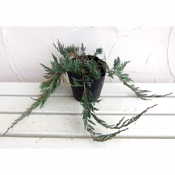 ���� ���ڤ���/[����̵��]���˥ե���(�����ˡ��С��ϡ��С�5��ݥå� 8�����å�