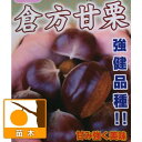 果樹の苗/クリ(栗):倉方甘栗(くらかたあまぐり)5号ポット