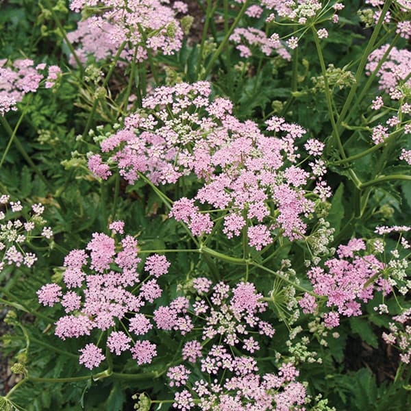 [����̵��]�ԥ�ԥͥ顧�ޥ衼�롡������3.5��ݥå� 12�����å�