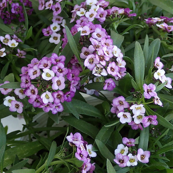 草花の苗/アリッサム：ラベンダーストリーム3.5号ポット