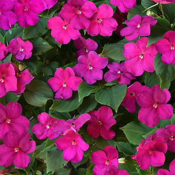 凤仙花 - 草花の苗/[送料無料]インパチェンス：ビーコン　バイオレットシェード3-3.5号ポット 24株セット